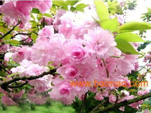 濰坊國慶菊優(yōu)質貨源尋蹤 批發(fā)生產廠家、價格及禮品花卉銷售指南